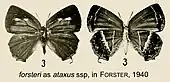 Euaspa forsteri