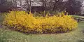 The large size of a single, 50-year-old Forsythia