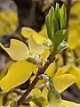 A budding Forsythia.