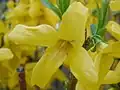 A Forsythia flower