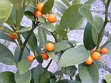 Hong Kong kumquat