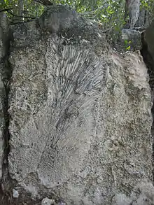 Fossil Diploria at the Windley Key Fossil Reef Geological State Park, of Pleistocene age