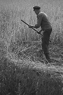 1. Start of the stroke after stepping forward into the swathe. Mowing rye in 1945.