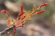 Detail of inflorescence