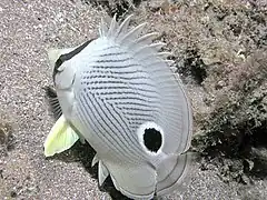 Image 20The foureye butterflyfish has a false eyespot on its sides, which can confuse prey and predators (from Coastal fish)