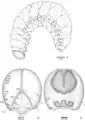 Fourth-instar larva