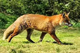 Red fox (Vulpes vulpes)