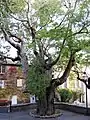 Nettle tree at Fox-Amphoux