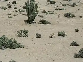 Picture of a chilla fox in the park