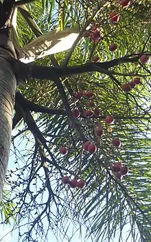 Looking up at a cluster of foxtail palm fruits