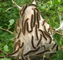 Larvae