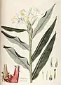 Botanical illustration (Curtis)