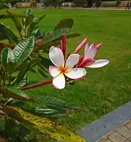 Red plumeria found in Nashik, India