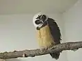 Franklin, the spectacled owl chick - now (2021) an adult