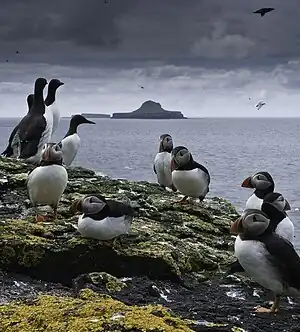 Image 6Puffins and guillemots on Lunga in the Treshnish Isles, with Bac Mòr (known as Dutchman's Cap for its distinctive shape) in the background.<Photo credit: Simaron