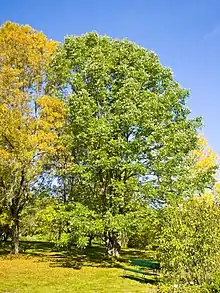 Fraxinus americana