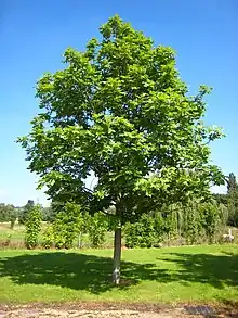 Image 39Fraxinus excelsior (from List of trees of Great Britain and Ireland)