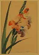 Gladiolas