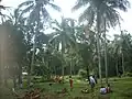 Coconut Tree