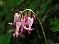 Fringed bleeding-heart (Dicentra eximia)