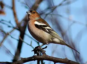 Common chaffinch (Fringilla coelebs).