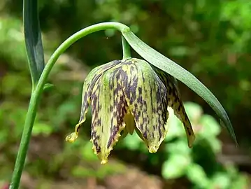 Flower of Fritillaria affinis