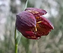 Flower detail