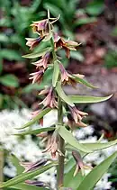 Flower of Fritillaria sewerzowii