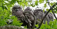 Family of four tawny frogmouths.