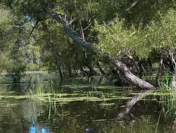 A Looking Glass Sanctuary in Clinton County