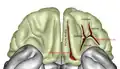 Orbital surface of brain.