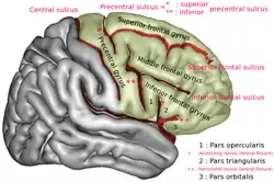 Outer surface of the right cerebral hemisphere.