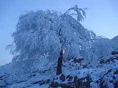 Tree with hoarfrost