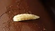 Larva