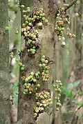 Kohekohe (Dysoxylum spectabile)