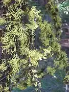 Letharia sp. with Bryoria sp. on pine branches near Blackpine Lake, Washington State