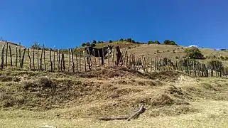 Horses grazing on Kišava mountain slope