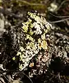 Fulgensia fulgens, above (yellow) Psora decipiens, below (red), Tauberland, Germany