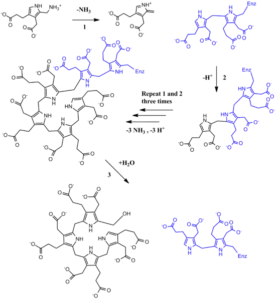 Full PBG Deaminase Mechanism