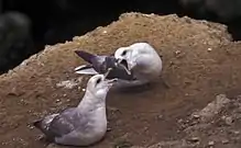 Northern fulmar, breeding on Bear Island (Norway)