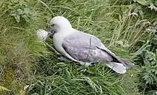 Northern fulmar (Fulmarus glacialis) at Handa Island