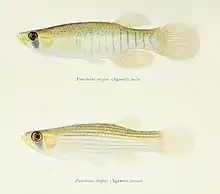 Illustration of "Fundulus dispar"