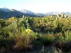 Fynbos heathland, South Africa