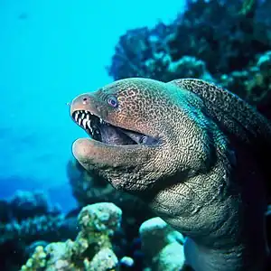 The giant moray, a coral reef fish at the top of the food chain is also likely to cause ciguatera poisoning if eaten.