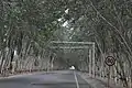Cruising pleasantly along the tree-lined highway