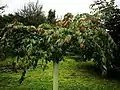 U. lanceifolia juvenile tree, Grange Farm Arboretum