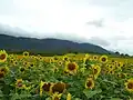 helianthus garden