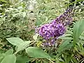 Buddleia, Buddleja  sp., naturalised on mound