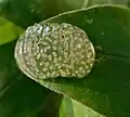 Caddisfly egg mass on leaf away from the pond