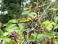 Immature female common darter